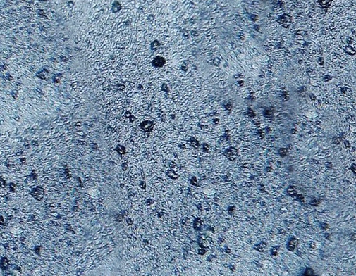 Mikroplastik w paście do żebów pod mikroskopem